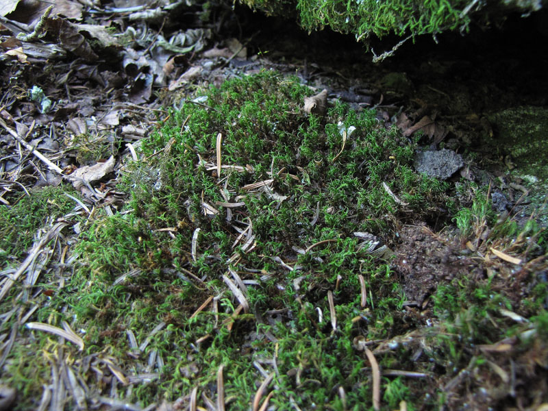 Timmia megapolitana subsp. bavarica